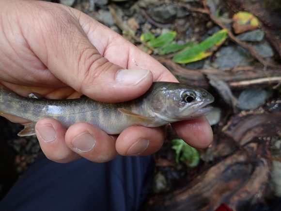 チビ岩魚