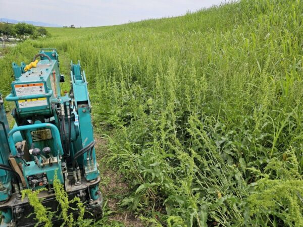 草に覆われた堤防