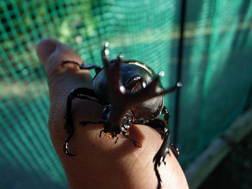 童心にかえる カブトムシ 大将の独り言 Wordpress