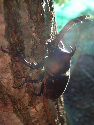 童心にかえる カブトムシ 大将の独り言 Wordpress